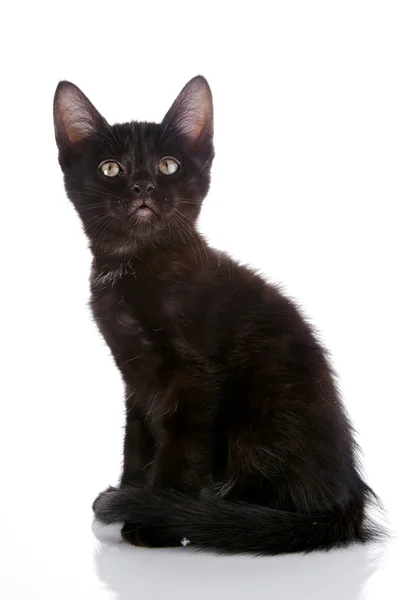 Piccolo gattino nero . — Foto Stock