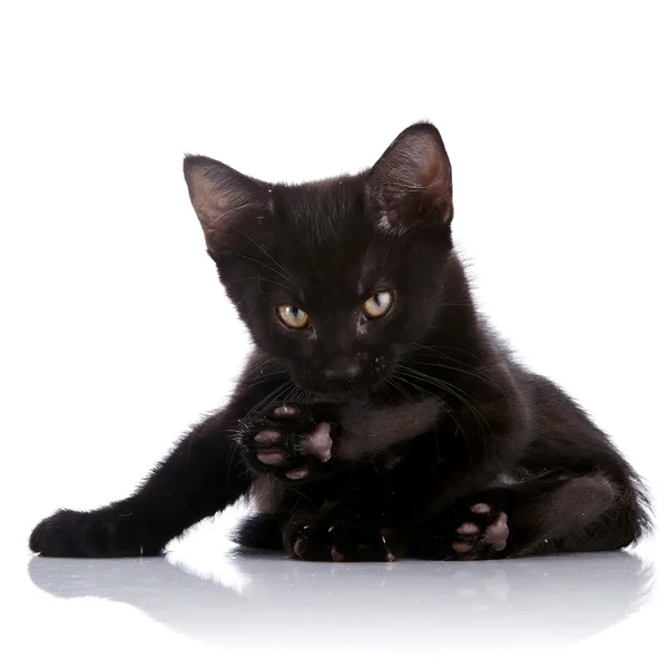 Il gattino nero giace su uno sfondo bianco . — Foto Stock