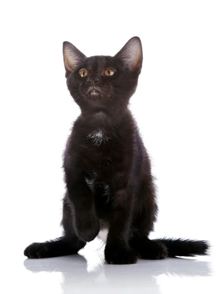 Den svarta kattungen. — Stockfoto
