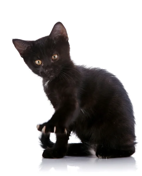El gato negro se sienta con la pata levantada con garras. —  Fotos de Stock