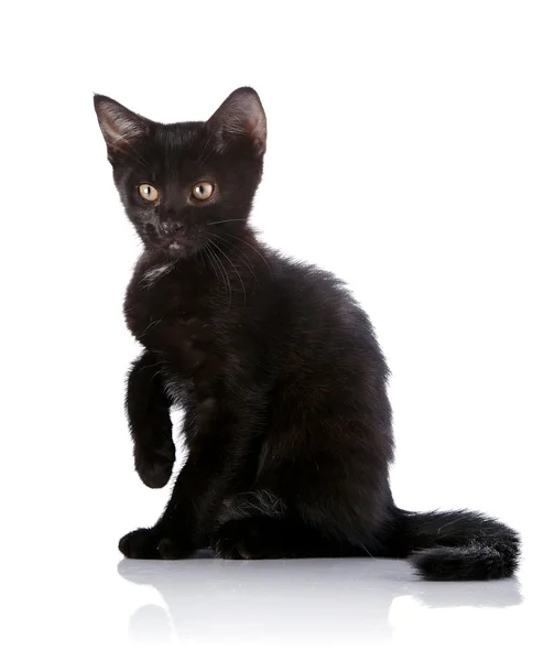 Den svarta kattungen sitter med upphöjda tass på vit bakgrund. — Stockfoto