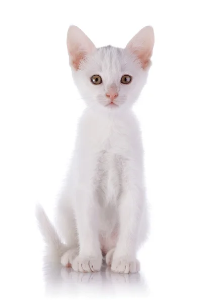 Gatito blanco sobre fondo blanco . —  Fotos de Stock