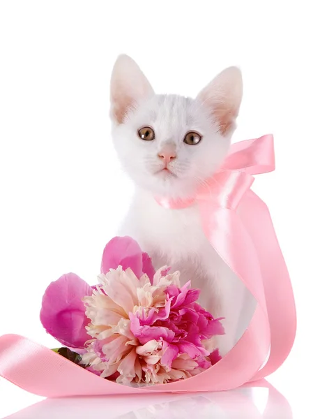 Gatito blanco con una cinta rosa y una flor de una peonía . —  Fotos de Stock