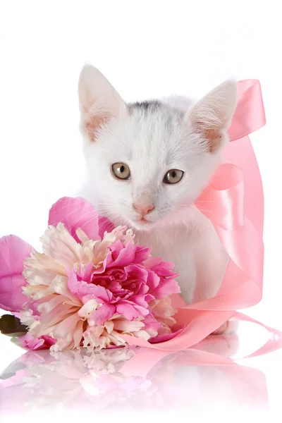 Білий кошеня з рожевою стрічкою і рожевою квіткою півонії . — стокове фото