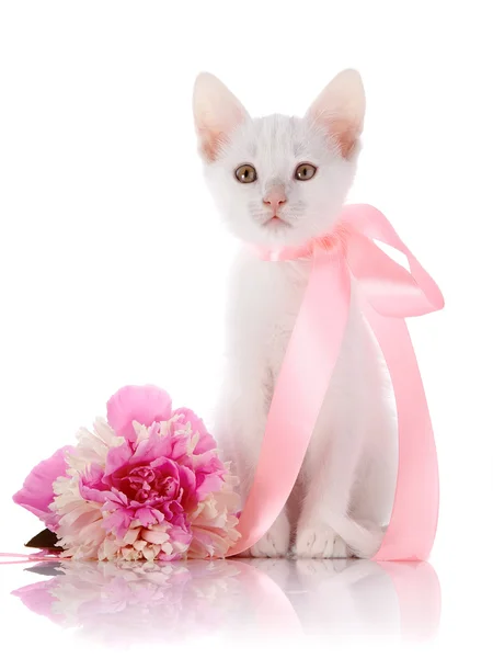 Het witte kitten met een roze lint zit met een pioenroos bloem. — Stockfoto