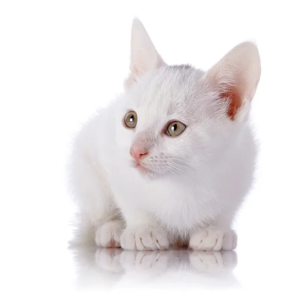 Valkoinen kissanpentu . — kuvapankkivalokuva