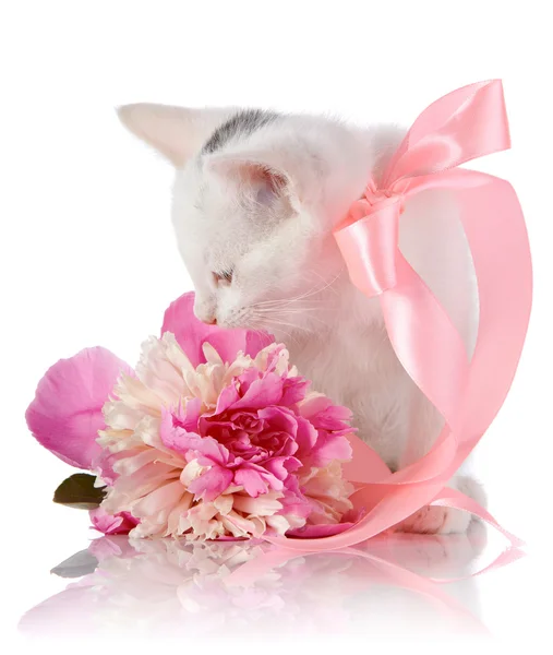 Gattino bianco con un nastro rosa e un fiore rosa. — Foto Stock