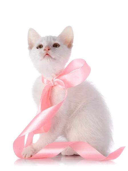 白地にピンクのテープで白い子猫. — ストック写真