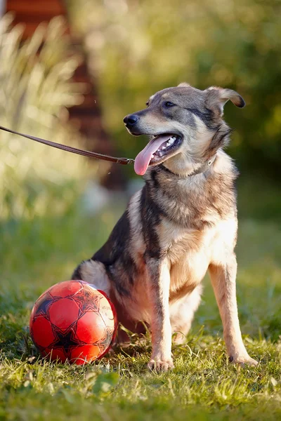 De hond zit op een gras met een bal. — Stockfoto