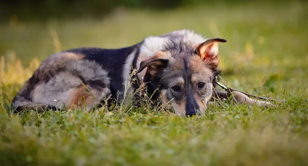 O cão encontra-se em uma grama. — Fotografia de Stock