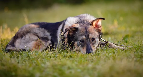 El perro se encuentra en un pasto. — Foto de Stock