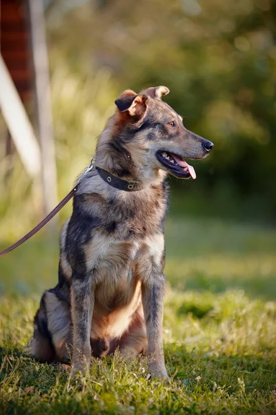 Le chien est assis sur une herbe . — Photo