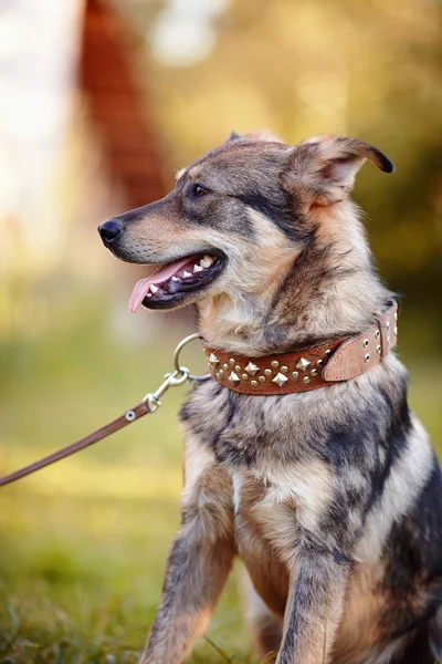 Portret van een waakhond. — Stockfoto