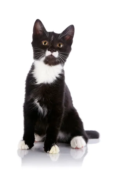 Gatinho pequeno preto e branco senta-se em um fundo branco . — Fotografia de Stock