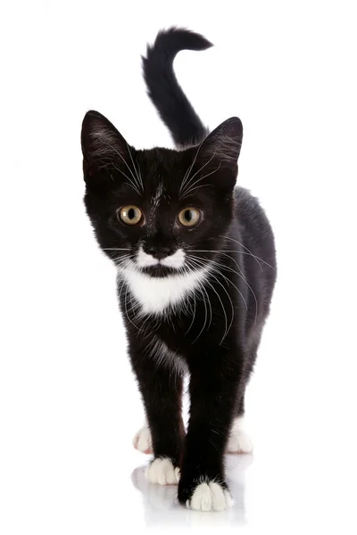 The black and white kitten goes on a white background. — Stock Photo, Image