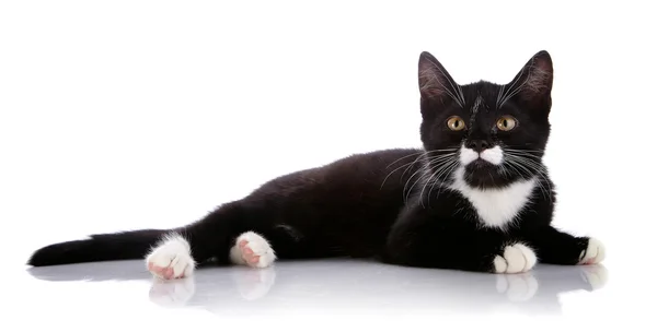 Het zwart-wit kitten ligt. — Stockfoto