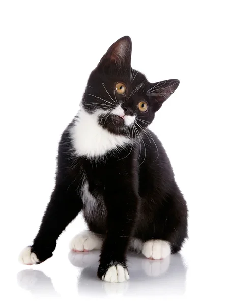 Black and white small kitten sits. Stock Picture