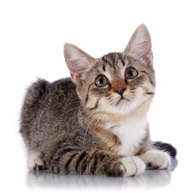 çizgili kedicik beyaz zemin üzerinde yer alır..