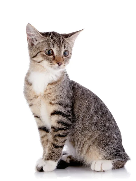 Striped Small kitten sits. — Stock Photo, Image