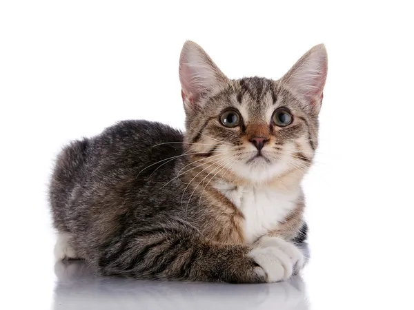 Striped Small kitten lies on a white background. — Stock Photo, Image