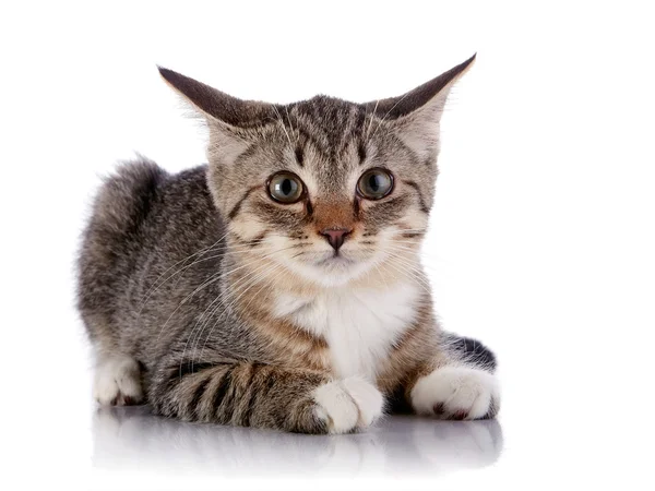The frightened striped kitten lies on a white background. — Stock Photo, Image