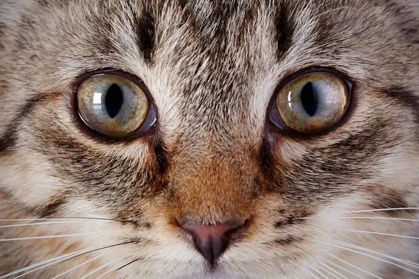 Olhos de um gatinho listrado cinzento. — Fotografia de Stock