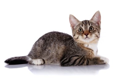 çizgili küçük yavru kedi beyaz zemin üzerinde yer alır..