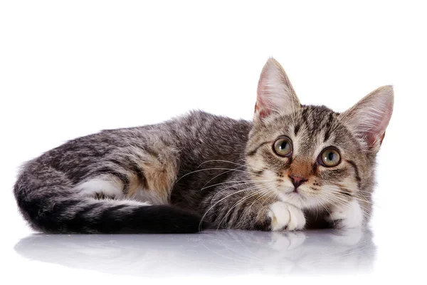 Piccolo gattino a strisce bugie . — Foto Stock