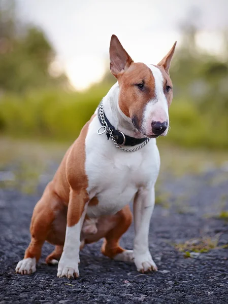 Bull terrier — Stock Photo, Image