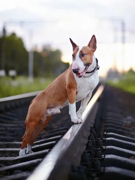 Bull terrier and railroad. — Stock Photo, Image