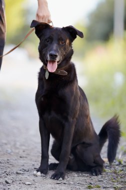 siyah köpek oturur.