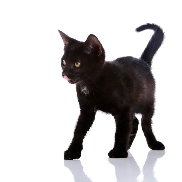 I costi di gattino nero su sfondo bianco. — Foto Stock