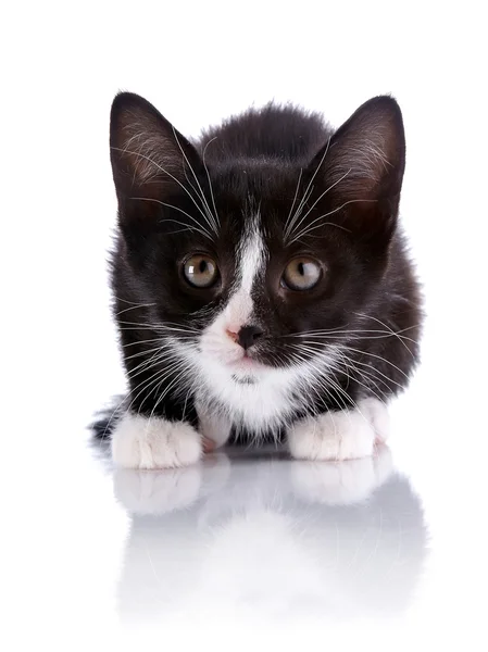 Bianco e nero piccolo gattino spaventato . — Foto Stock