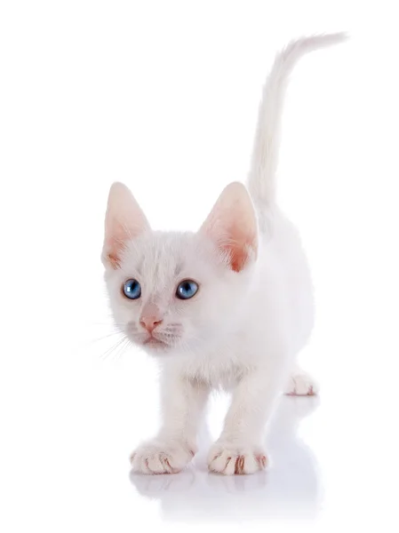 El gatito blanco con costos de ojos azules sobre fondo blanco. —  Fotos de Stock