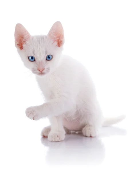 El gatito blanco con ojos azules se asienta sobre un fondo blanco. —  Fotos de Stock