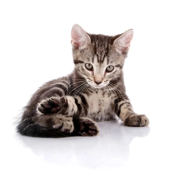 Striped Small kitten — Stock Photo, Image