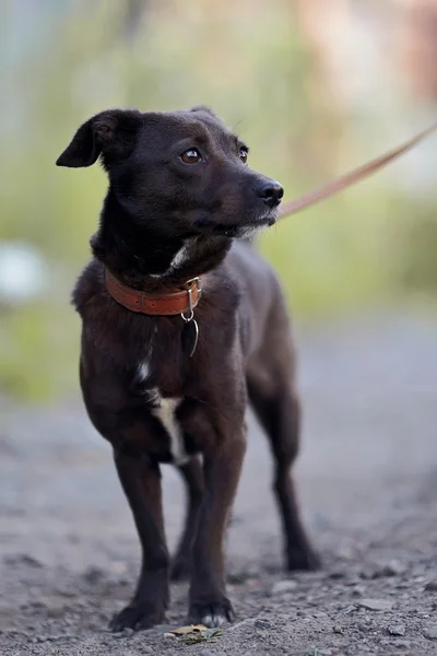 Perrito negro . —  Fotos de Stock