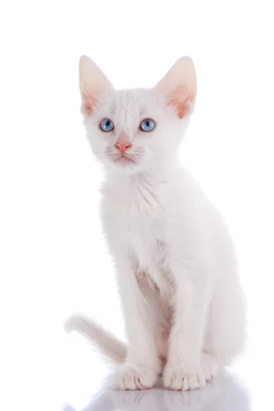 Le chaton blanc aux yeux bleus est assis sur un fond blanc. — Photo