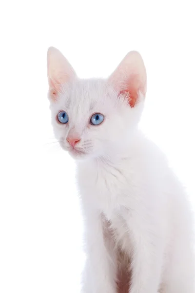 Retrato de um gatinho branco — Fotografia de Stock