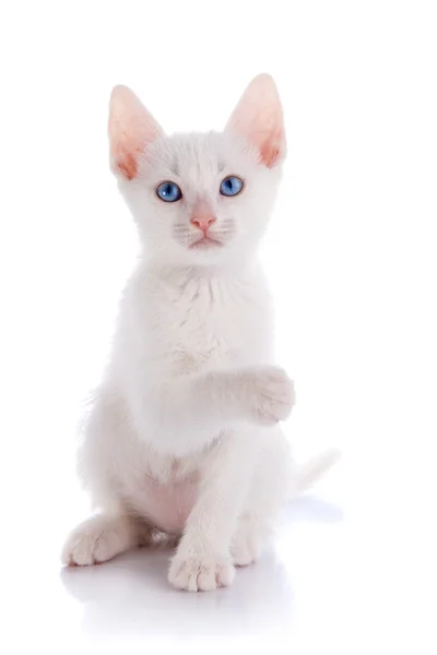 El gatito blanco se sienta con la pata levantada. —  Fotos de Stock