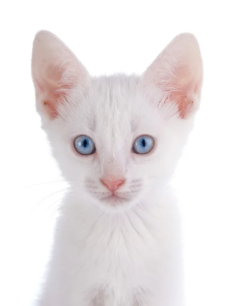 Retrato de un gatito blanco con ojos azules. —  Fotos de Stock