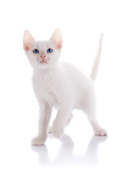 Die weiße Katze mit blauen Augen Kosten auf weißem Hintergrund. — Stockfoto