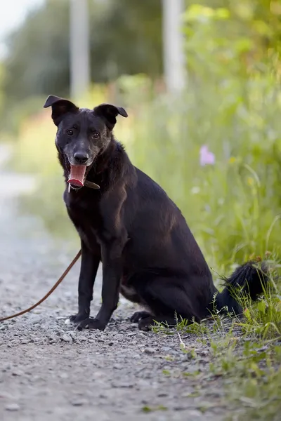 Der schwarze Hund sitzt. — Stockfoto