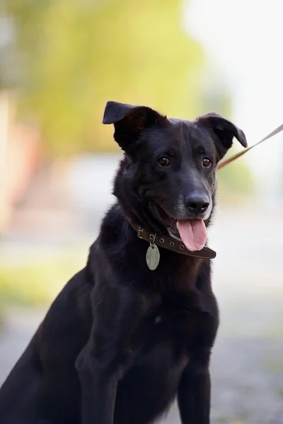 Porträtt av en svart hund. — Stockfoto