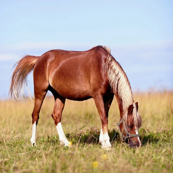 The red horse is grazed — Stock Photo, Image