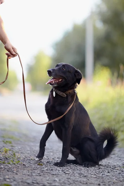 Der schwarze Hund sitzt. — Stockfoto