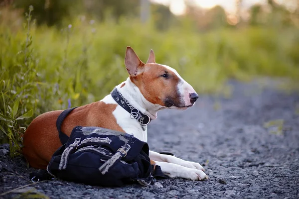 The red bull terrier protects a bag. — Stock Photo, Image