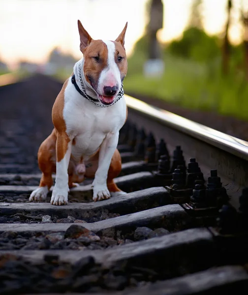 The bull terrier sits on rails. — Stock Photo, Image