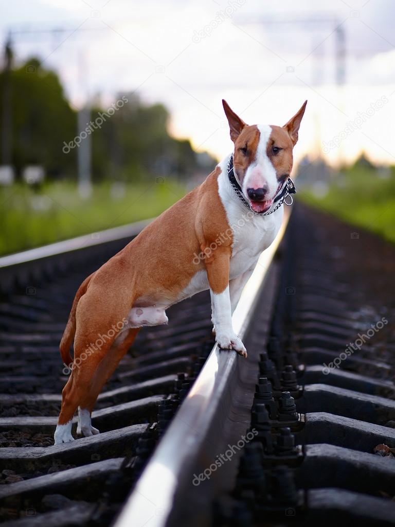 Bull terrier on rails.