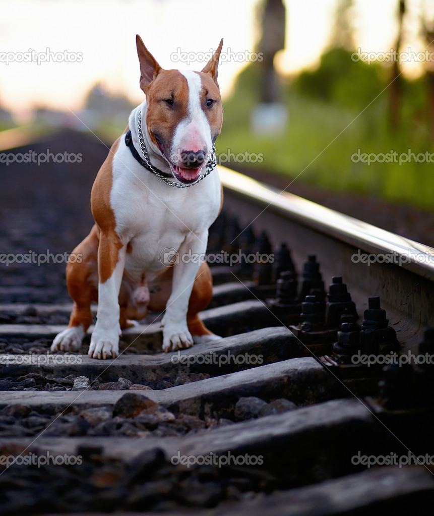 The bull terrier sits on rails.